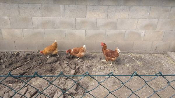 slepice v ohradníku