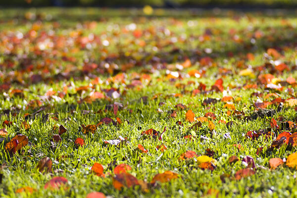 podzimní trávník zalitý sluncem