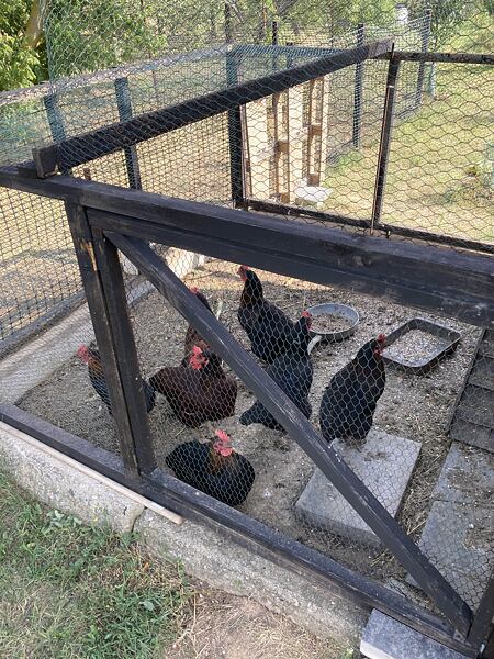 zázemí pro slepice, kurník, klec