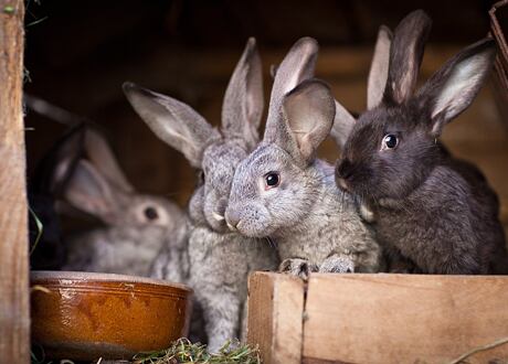Chov králíků pro začátečníky