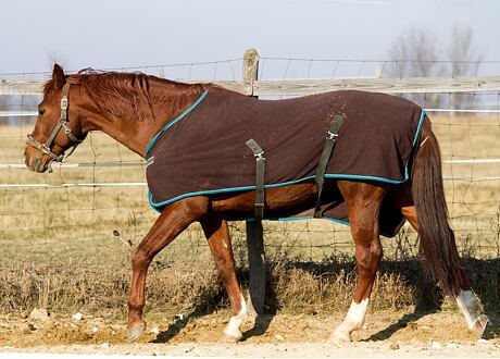 Jak chránit hospodářská zvířata před hmyzem?