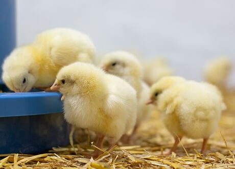 Výživa mláďat po odstavu – jak odchovat zdravá mláďata?