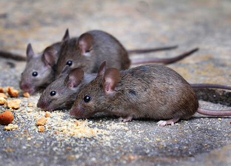 Deratizace hlodavců ve stájích