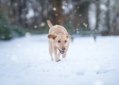 Pes a zima: Jak zvládnout chladné období bez stresu a zdravotních komplikací