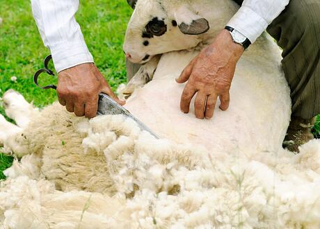 Jak na stříhání ovcí