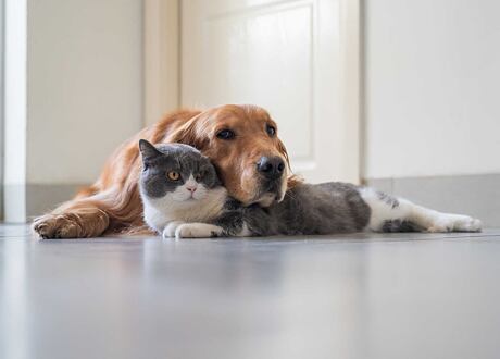 Doporučené kočičí a psí útulky, záchranné stanice