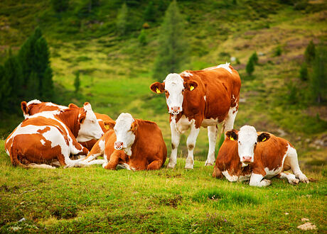 Péče o paznehty skotu