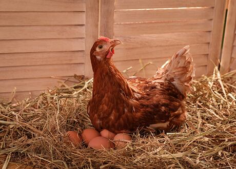 Zajímavosti o slepičích vejcích – co všechno ovlivňuje jejich barvu i kvalitu?