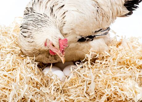 Líhnutí kuřat pro začátečníky