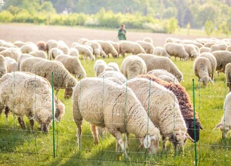Elektrické ohradníky pro ovce a kozy