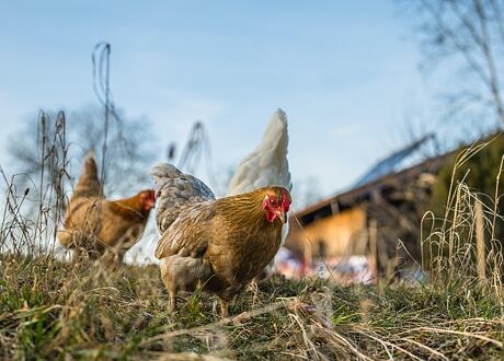 Jak zvýšit snášku slepic na podzim a v zimě
