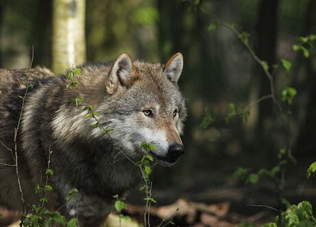 Jak na ohradníky proti vlkům, liškám a dalším šelmám?