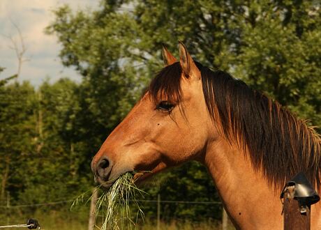 Přírodní repelent - Česnek