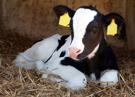 Jak se starat o telata