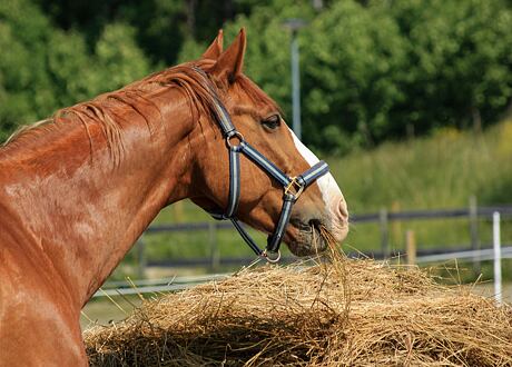 Novinka pro koně "To Naše"