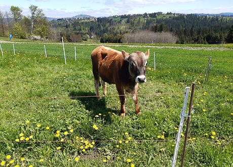 Elektrické ohradníky pro skot