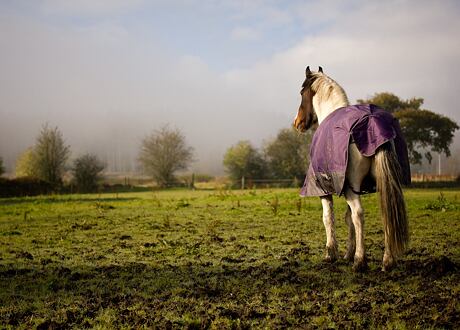 Elektrické ohradníky pro koně