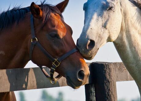 Jak postupovat při stříhání koní?