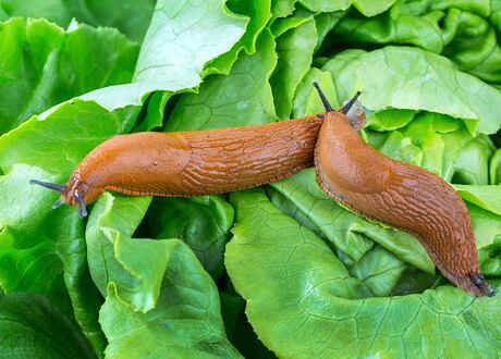 Jak vyzrát na slimáky