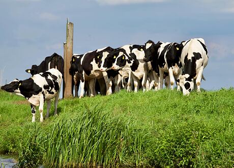 Připravte se na pastevní sezónu: Jak zajistit bezpečný a bezproblémový start jara