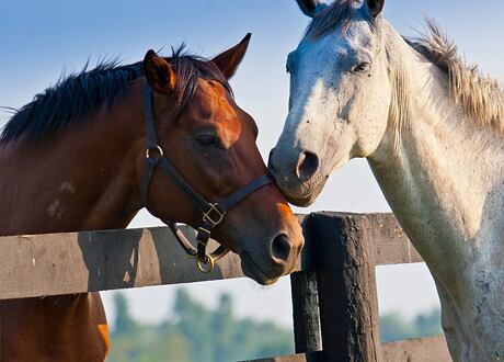 Zajímavé jezdecké školy a farmy