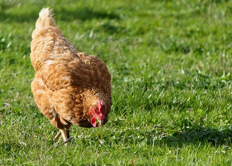 Krmivo pro slepice "To Naše"
