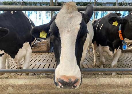 Chov skotu od A do Z: Praktický průvodce (nejen) pro začínající farmáře