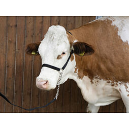 Ohlávka předváděcí