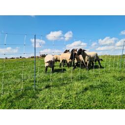 Síť pro ovce, kozy TitanNet Premium Vario +/- výška 108 cm, délka 50 m, dvojitý hrot, modro-bílá