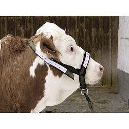 Ohlávka pro mladé býčky TREVIRA