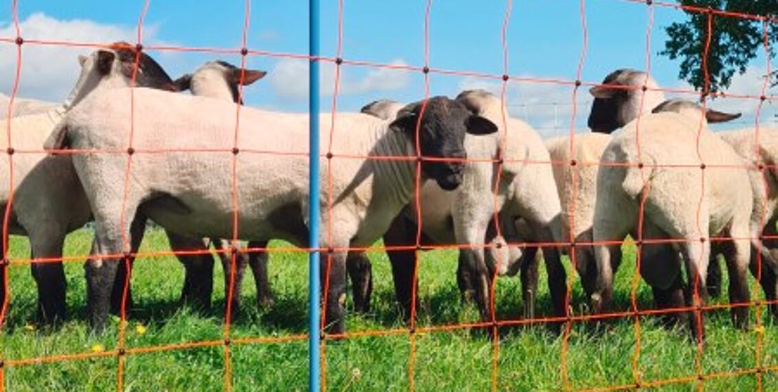Elektrické ohradníky pro hospodářská zvířata