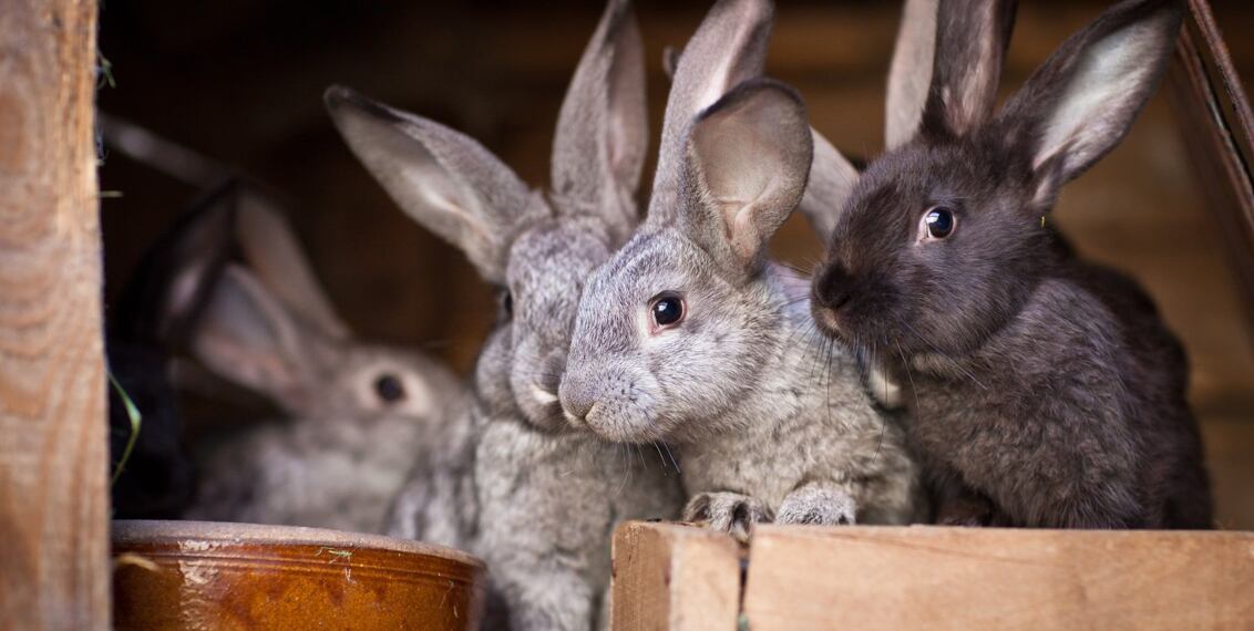 Chov králíků pro začátečníky