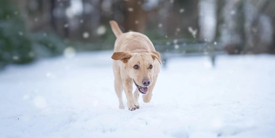 Pes a zima: Jak zvládnout chladné období bez stresu a zdravotních komplikací