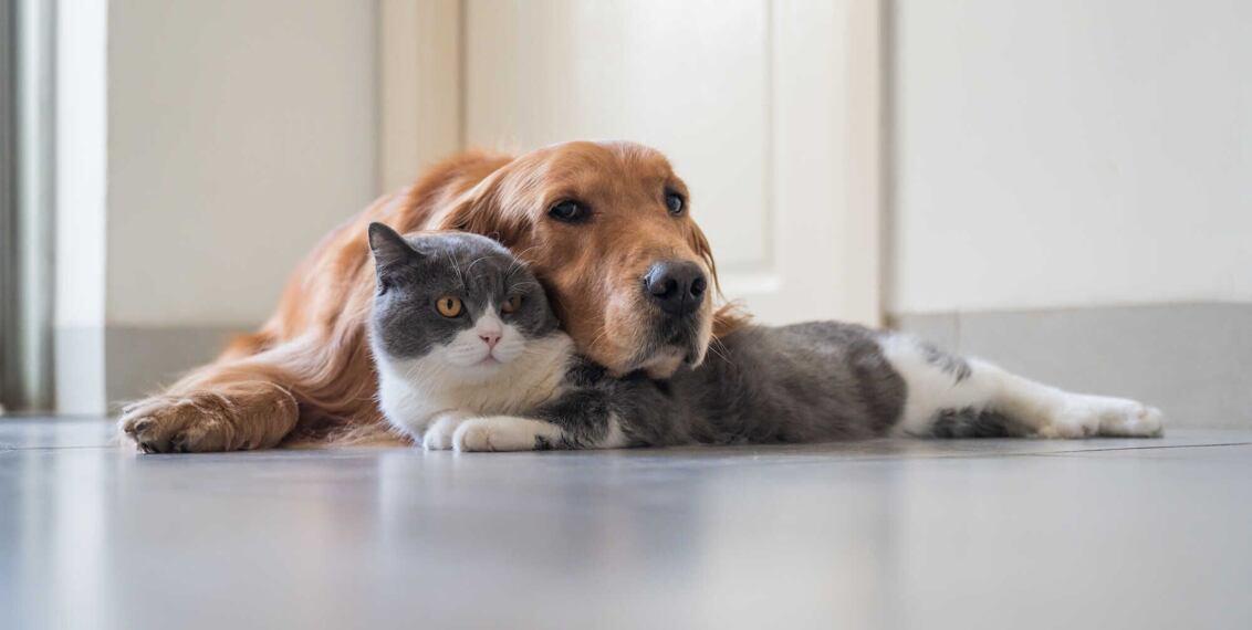 Doporučené kočičí a psí útulky, záchranné stanice