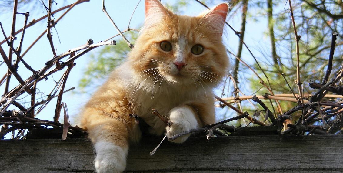 Jaro a mrouskání koček