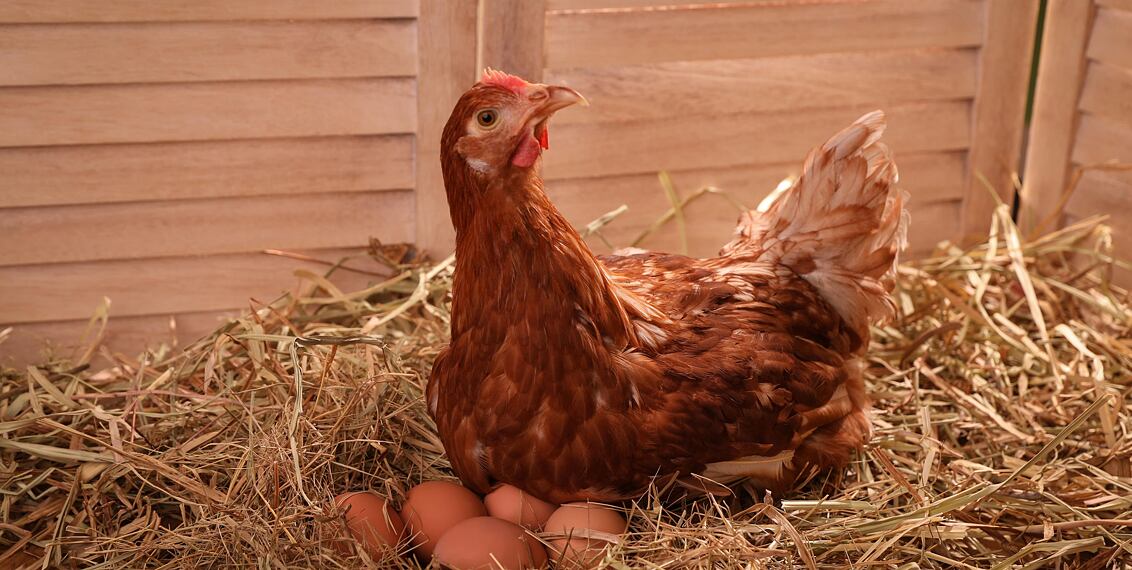 Zajímavosti o slepičích vejcích – co všechno ovlivňuje jejich barvu i kvalitu?