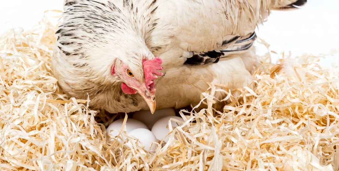 Líhnutí kuřat pro začátečníky