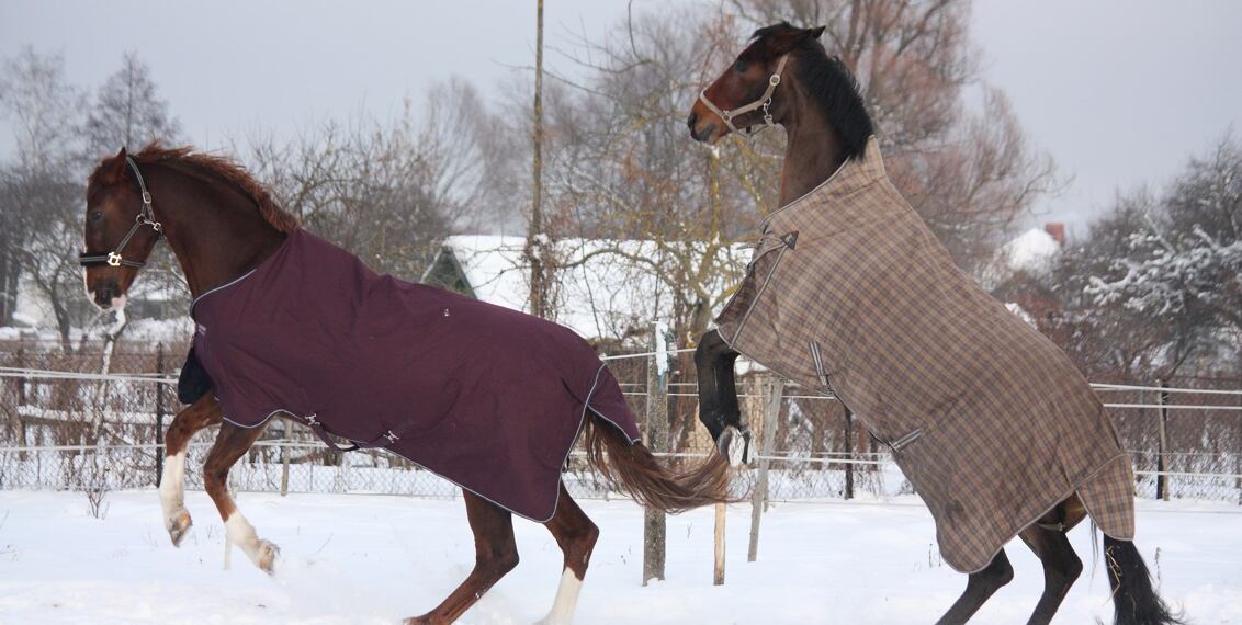 Jak vybrat zimní deku pro koně