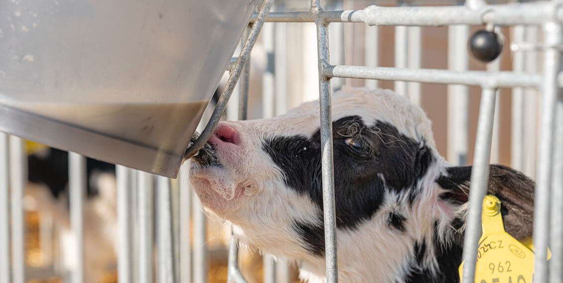 MilkBar: Klíč ke zdraví a pohodě telat