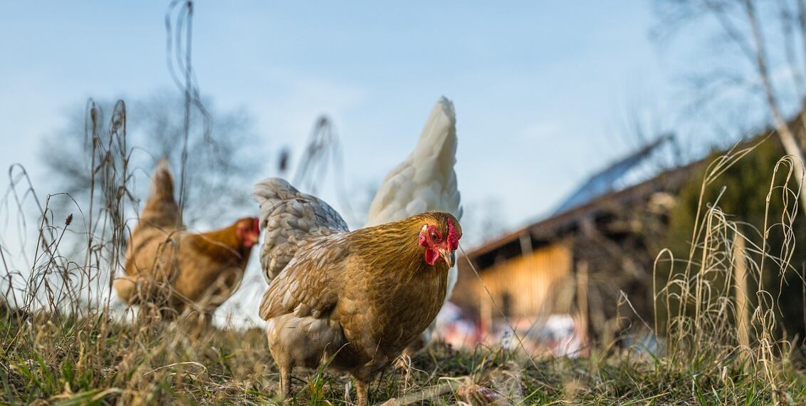 Jak zvýšit snášku slepic na podzim a v zimě