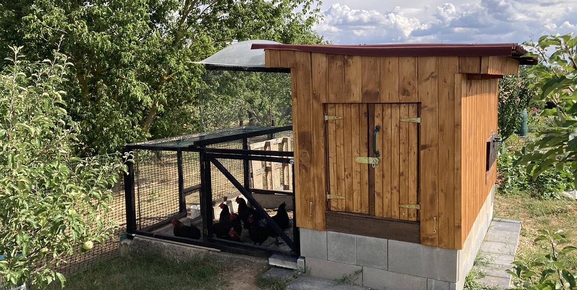 Chov slepic pro úplné začátečníky