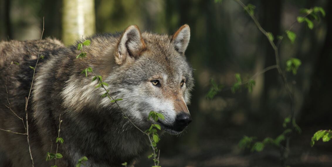 Jak na ohradníky proti vlkům, liškám a dalším šelmám?