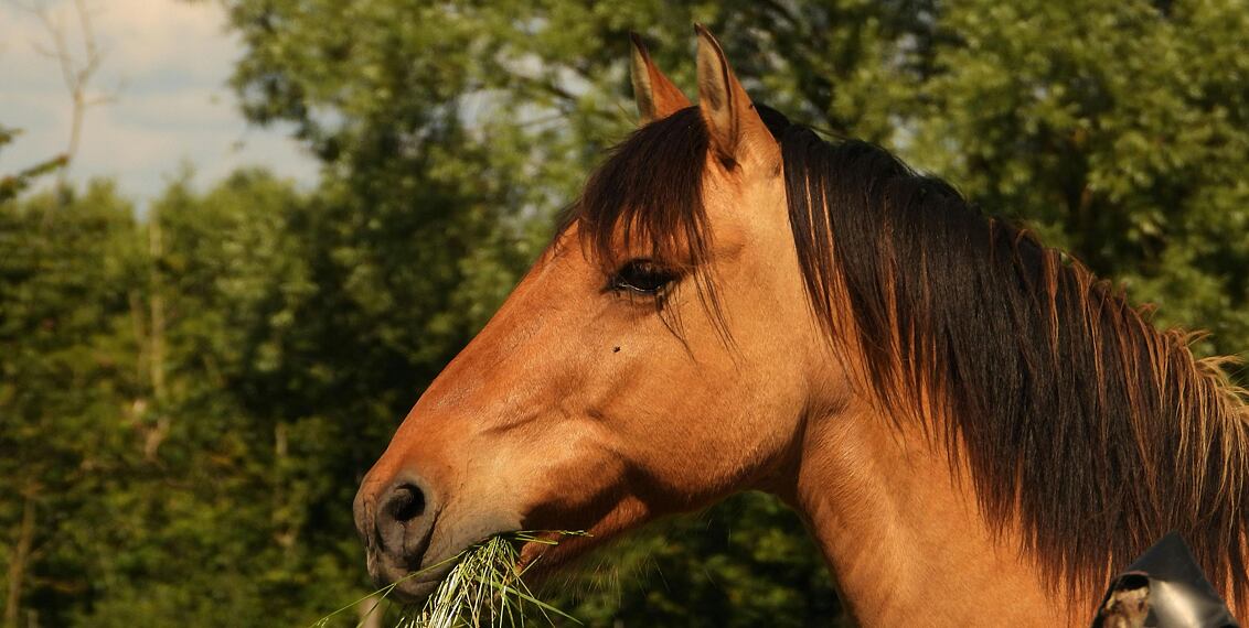 Přírodní repelent - Česnek