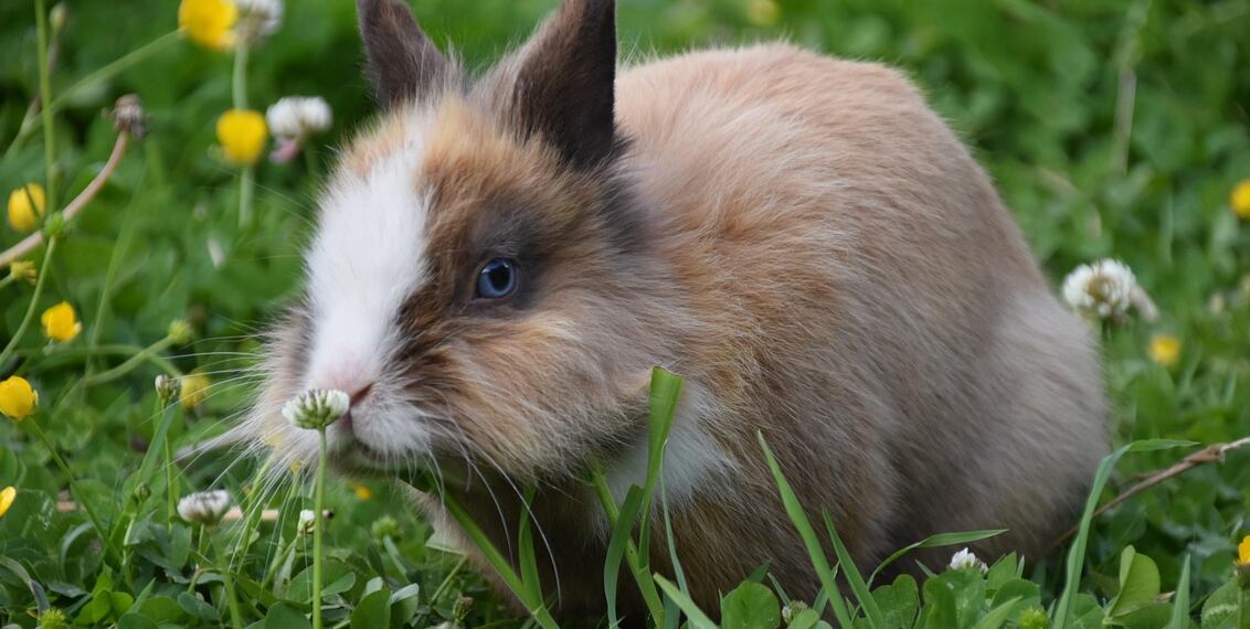 Krmení králíků: Kompletní průvodce výživou od A do Z