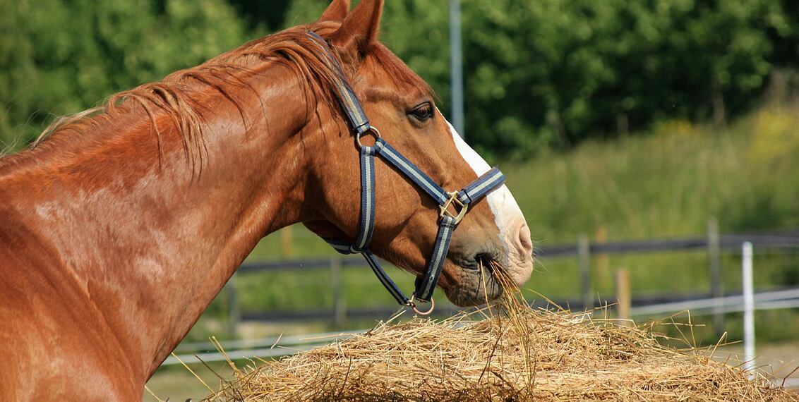 Novinka pro koně "To Naše"