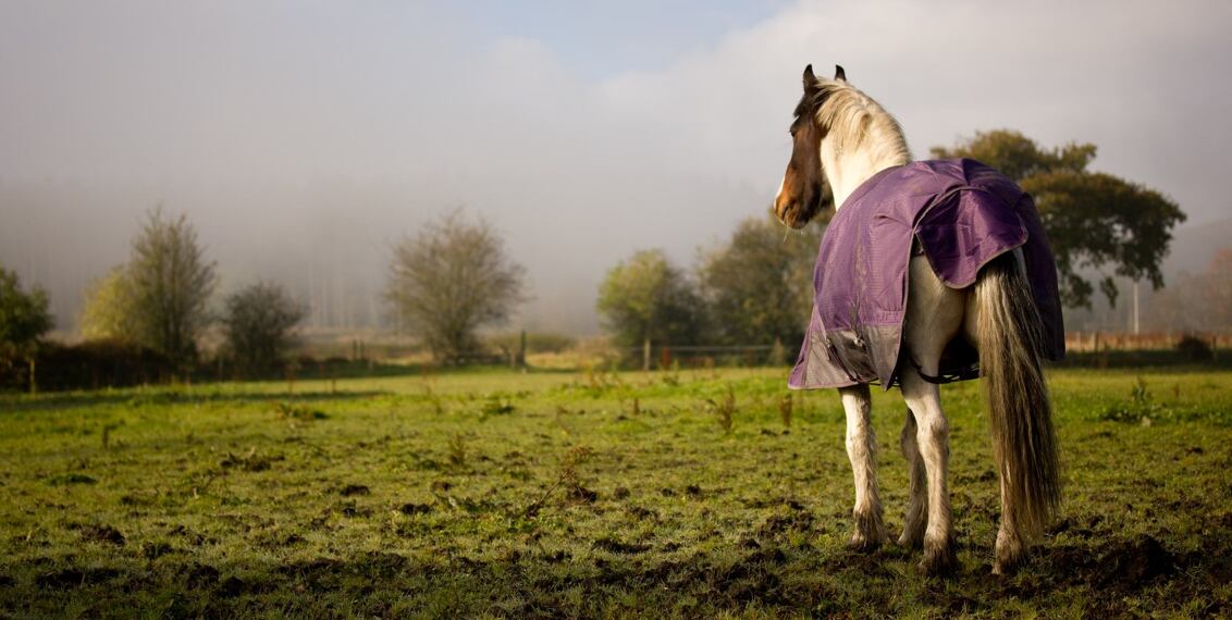 Jak zpevnit povrch ve výběhu pro koně
