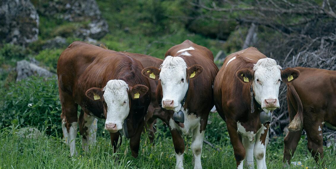 Kráva zblízka: Fascinující život obyčejného zvířete