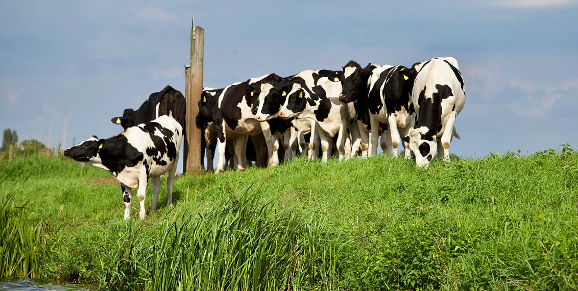 Připravte se na pastevní sezónu: Jak zajistit bezpečný a bezproblémový start jara