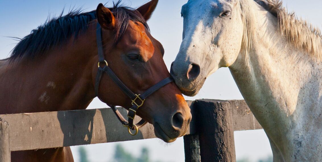 Zajímavé jezdecké školy a farmy