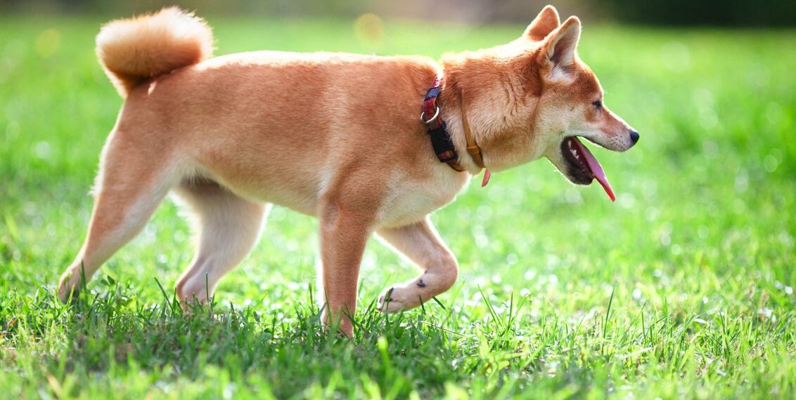 Ohradníky pro psy, kočky a králíky